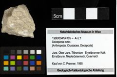 Foto (Objekt + Etiketten) von Decapoda indet. 